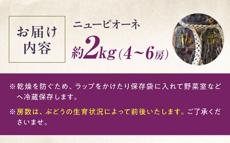 ニューピオーネ 約2kg BKCW004 ぶどう