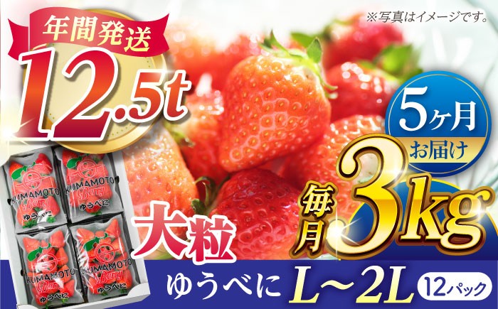
                  【先行予約】【5回定期便】大粒いちご L〜2L ゆうべに 3kg（12pc）【熊本ベリー】 [ZER018]
                