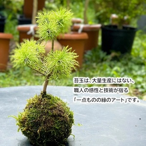 SL0276　苔玉(MOSS BOWEL)  季節の苔玉