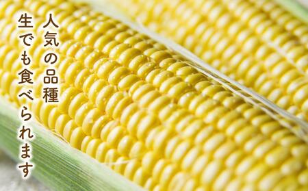 【先行予約】黄金色で大粒 ゴールドラッシュ 8本 3.2kg (2025年8月下旬～発送開始予定)【 人気 北海道産 糖度 生 野菜 スイートコーン 産地直送 バーベキュー BBQ コーン 旬 お取り
