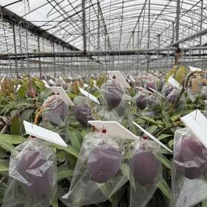 ＜2024年6月中旬～8月上旬出荷＞先行予約 完熟中城美ら島マンゴー2玉～3玉（約1kg優）