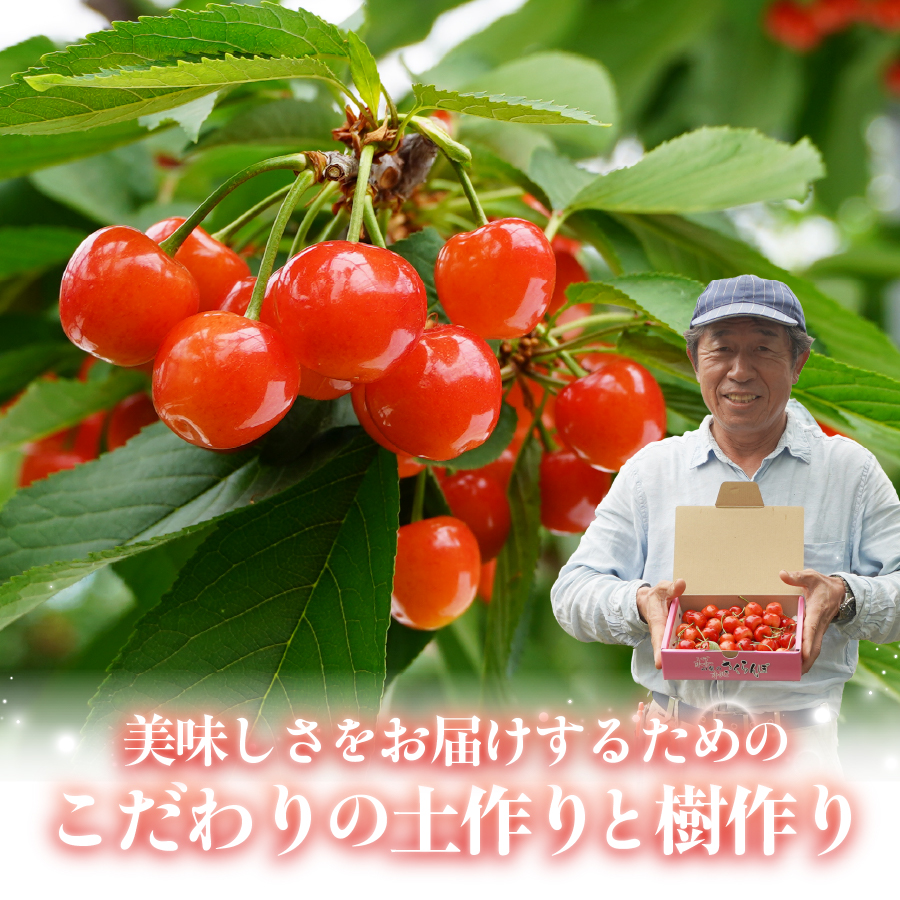 【2026年発送】【数量限定】【期間限定】山梨県産 紅秀峰 さくらんぼ (500g) バラ詰め
