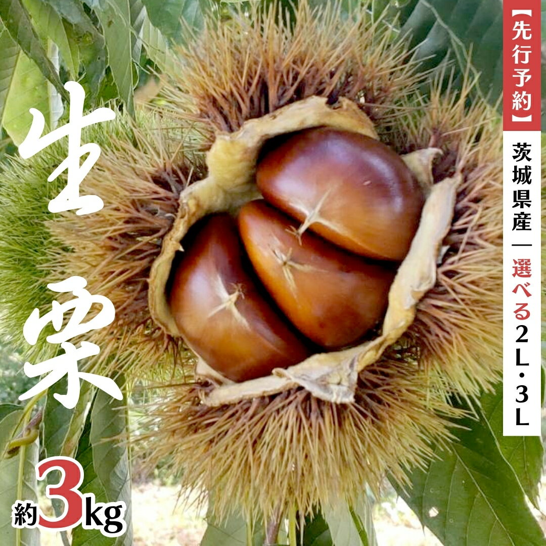 【ふるさと納税】《 先行予約 》 茨城県産 生栗 2Lサイズ ・ 3Lサイズ 約3kg （ 2025年10月上旬発送開始 ） 産地直送 久保田果樹園 茨城 栗 くり 季節 秋 旬 直送