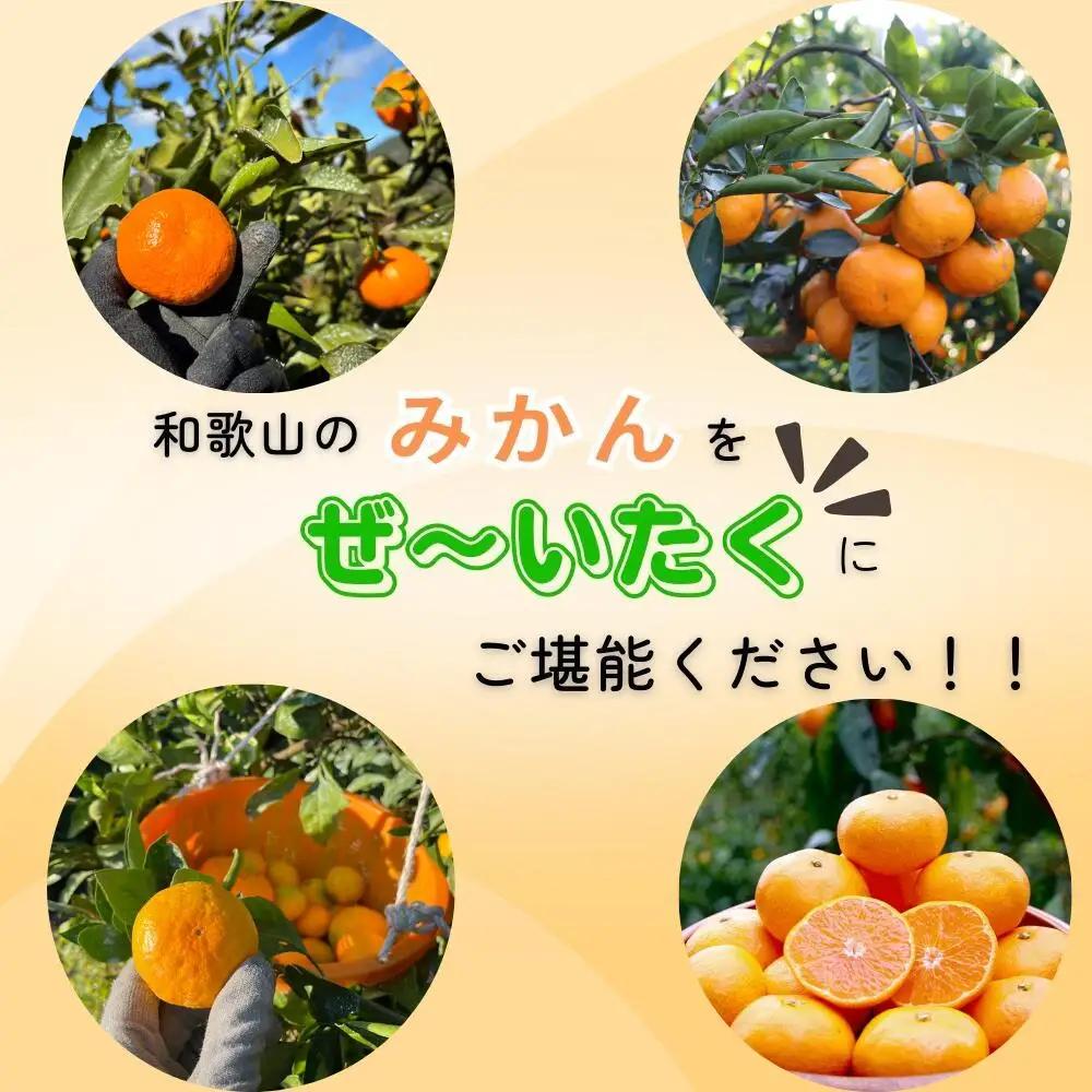 【全4回定期便】樹上完熟みかんフルコース【10月20日まで】 / 宮川早生みかん・ゆら早生・きゅうき・上野早生※2026年10月より発送 / 和歌山県 ミカン フルーツ 果物 柑橘 田辺市 みかん く