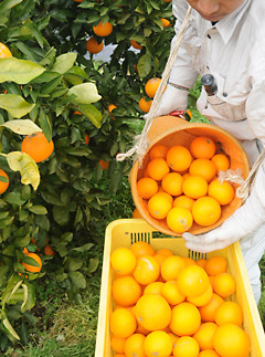 清見オレンジ 約5kg M・L・2Lサイズおまかせ 《赤秀》 和歌山県産 農園直送 まごころ産直みかん 【北海道・沖縄県・一部離島 配送不可】Mサイズ Lサイズ LLサイズ みかん きよみ 清見タンゴ