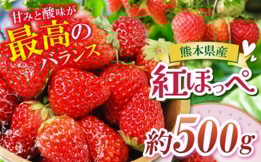 熊本たまな産 紅ほっぺ 約500g | フルーツ 果物 くだもの いちご 苺 イチゴ 人気 産地直送 熊本県 玉名市