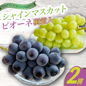 シャインマスカットとピオーネ桐箱入り2房(県内共通返礼品:かすみがうら市産)  ぶどう ブドウ 葡萄 フルーツ 茨城 新鮮 数量限定 産地直送 (BR073)