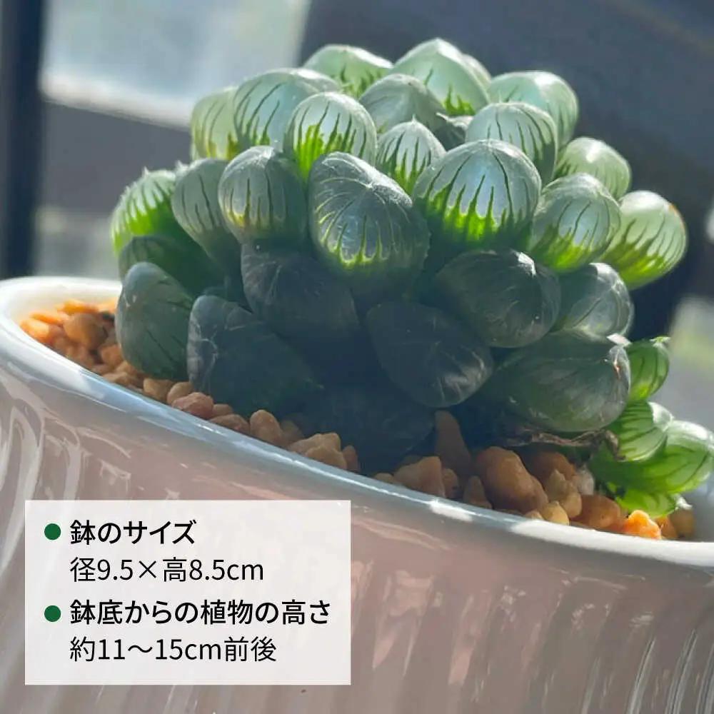 キラキラ輝く砂漠の宝石 『ハオルチア・オブツーサ』 糸島市 / cocoha&nbsp;観葉植物 グリーン 緑 インテリア[AWB043]