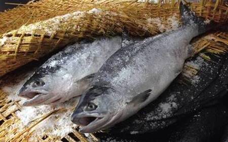 筵巻き山漬け　紅鮭１尾姿切身　技‐Ｌサイズ　【04203-0003】