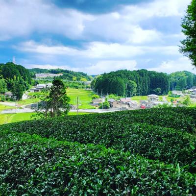ふるさと納税 天理市 天理の煎茶　100g×2パック |  | 01