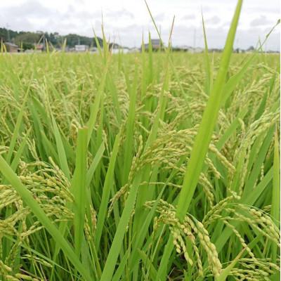 ふるさと納税 行方市 令和7年産新米【栽培期間農薬不使用】こしひかり白米10kg |  | 03