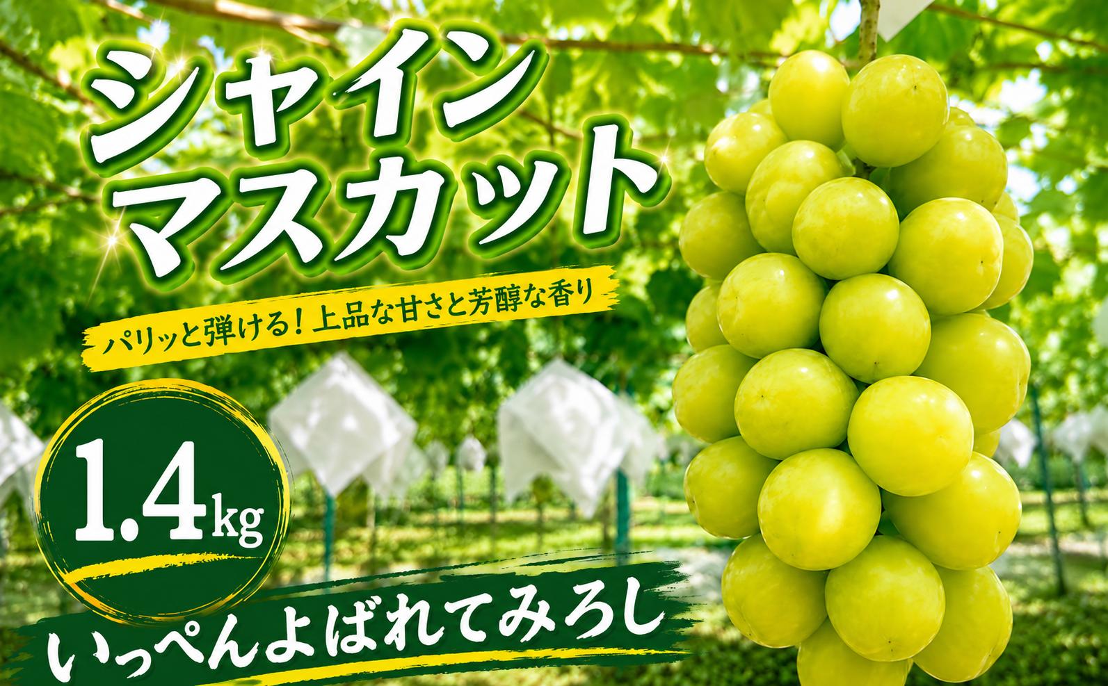 
                  【2026年発送★先行予約】 見晴し園　農家直送！喜ばれるシャインマスカット1.4kg！いっぺんよばれてみろし♡ 004-018-26y
                