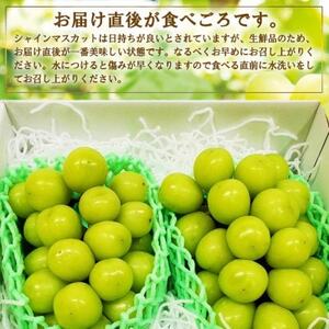 【訳あり】 池田青果のシャインマスカット2房～3房 1.1kg ふるさと納税【配送不可地域：離島】【1544090】