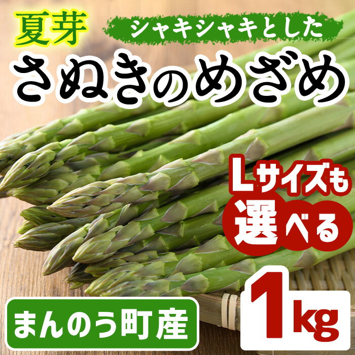 【ふるさと納税】＜先行予約！2025年6月上旬以降順次発送＞＜Lサイズも選べる＞夏芽！太物さぬきのめざめ (約1kg) アスパラガス 国産 香川県 冷蔵 グリーン 旬【man084・man086】【Aglio nero】