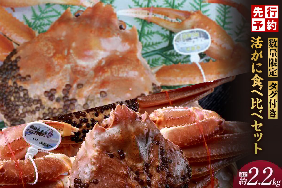 
            【先行予約】【数量限定 タグ付き活がに食べ比べセット（活黄金がに1.1kg･活松葉ガニ1.1kg）】令和７年11月中旬以降順次発送 12月～1月中旬は発送不可 幻のカニ タグ付き黄金がに 冬の味覚の女王 タグ付き松葉がに 特大サイズ 活ガニ 香住からお届け 食べ比べ かにすき お鍋 焼きガニ 香住港 柴山港 兵庫県 香美町 香住 日本海フーズ にしとも かに市場 250000円 07-63 
          