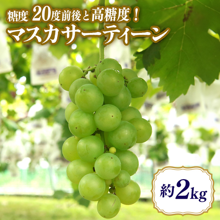 【数量限定・期間限定】 マスカサーティーン 約2kg 54-C