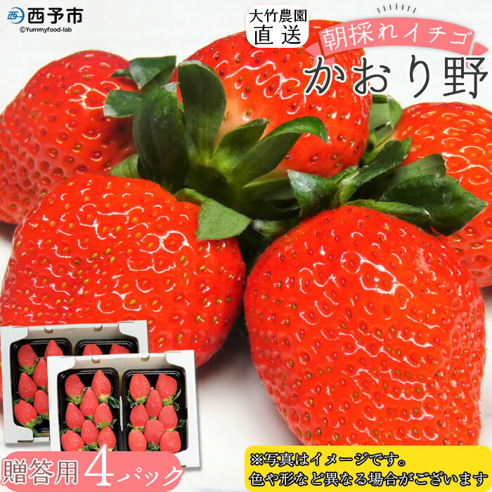 【ふるさと納税】＜イチゴ「かおり野」贈答用 4パック 大竹農園直送＞ いちご 苺 ギフト 果物 フルーツ お取り寄せ 甘い 糖度 朝摘み 朝採れ プレゼント 贈り物 お礼 御礼 お祝い 特産品 大竹農園 愛媛県 西予市【冷蔵】『2025年12月～2026年3月末迄に順次出荷予定』