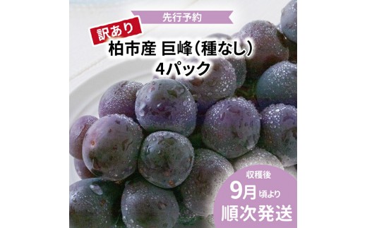 
                  【オンライン決済限定】柏市産 訳あり 巨峰 4パック 〈先行予約 2026年9月順次発送〉 葡萄  種なし セット フルーツ 果物 旬 国産 産地直送 千葉県産 おすすめ デザート 【配達不可：沖縄、離島】 [№5412-0271]
                