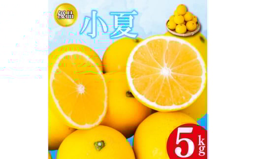 【2026年4月より発送】 小夏 優品 5kg 贈答用 高知県産 早期予約 柑橘 フルーツ 果物 みかん ミカン 蜜柑 こなつ ニューサマーオレンジ  日向夏 期間限定 季節限定 産地直送 高知県 須崎 KJS007