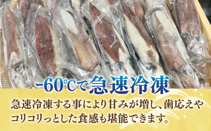 刺身用 剣先イカ 10杯（約2kg）（急速冷凍）《壱岐市》【魚助】 イカ いか 剣先いか ケンサキイカ 刺身 刺し身 お刺身 鮮魚 海鮮 [JFX001]