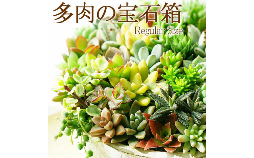 多肉植物の寄せ植え 6号鉢 | 観葉植物 植物 グリーン 多肉 寄せ植え 室内 鉢植え ギフト 贈答 贈り物 プレゼント お祝い 直送 農家直送 茨城県 古河市 送料無料 _FC02