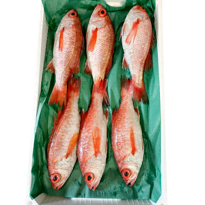 【ふるさと納税】のどぐろ あかむつ ノドグロ 2尾 300～350g 魚 さかな 旬 国産 高級魚 地魚 水揚げ直後 新鮮 冷蔵 ノンフローズン お取り寄せ 季節限定 大田市