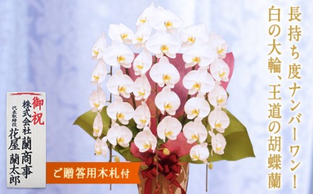 胡蝶蘭 白大輪（キング）3本立ち【木札付】 還暦 お祝い 当選 就任　開業 新築　長生き　母の日　父の日 商売繁盛　記念　お歳暮　お中元 お花 贈り物 プレゼント ギフト こちょうらん F20E-425