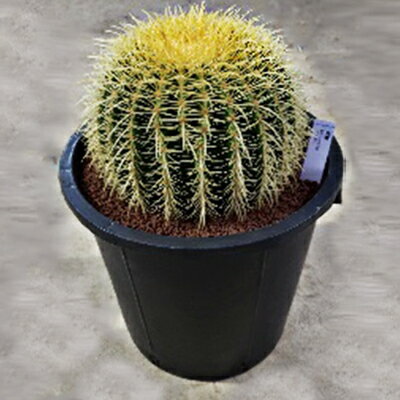 【ふるさと納税】金鯱サボテン12号　 植物 グリーンインテリア 緑 さぼてん村 サボテンの王様 癒し 玄関 リビング 自室 トイレ 　お届け：2週間～1か月程度でお届け予定です。