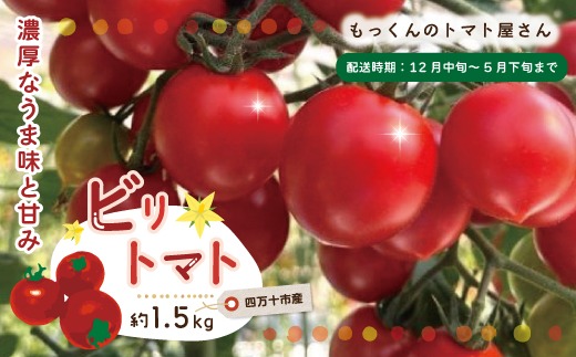 四万十市産 じっくり育った濃厚 ビリトマト 1.5kg 南国 新鮮 野菜 やさい 国産 トマト とまと ミニトマト コク 甘い 冷蔵 産地直送 お取り寄せ 旬 農家直送 高知県 高知 四万十市 四万十 しまんと 【12月中旬～5月下旬に発送】25-86