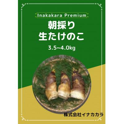 ふるさと納税 南部町 朝採り生たけのこ　3.5〜4kg(M・Lサイズのみ)