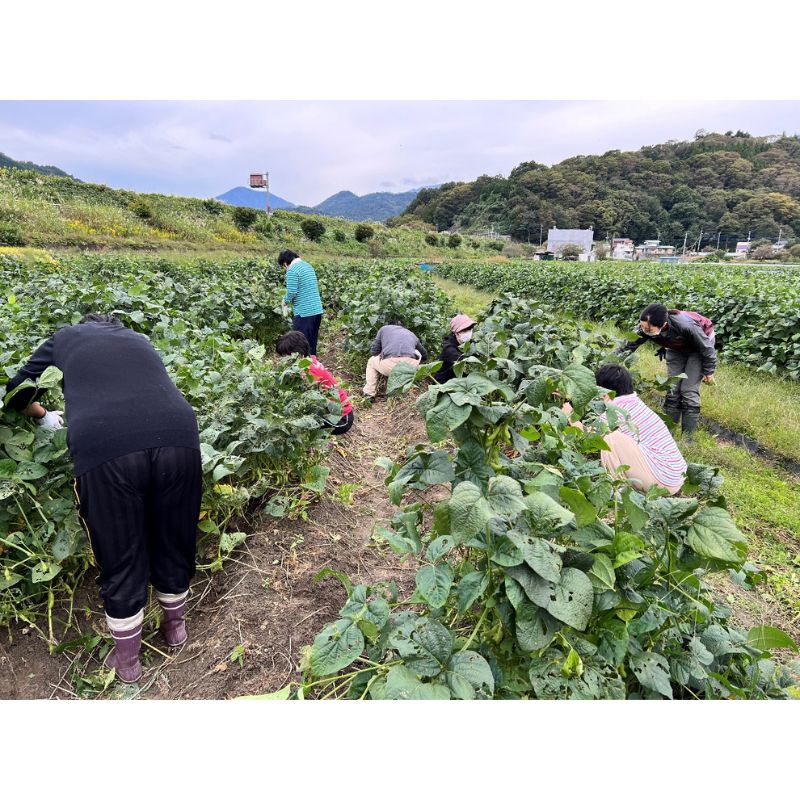 【ふるさと納税】あけぼの大豆　摘み取り体験 産地フェア 枝豆 農業体験 収穫 野菜 豆類 体験 山梨 身延町　お届け：2025年11月上旬まで