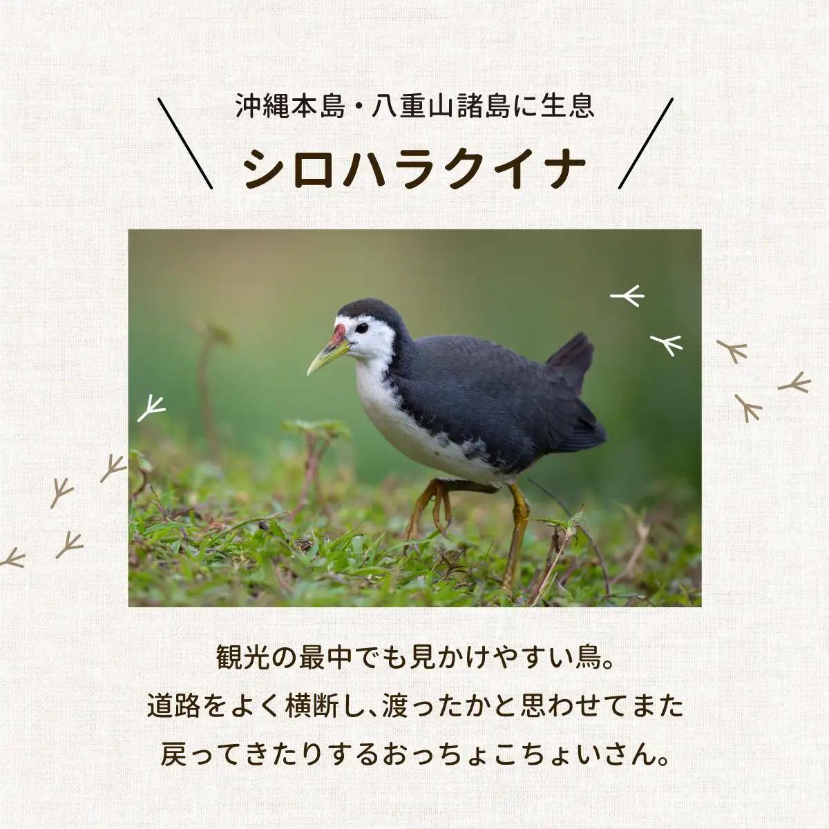 ビームパリ窯　シロハラクイナシリーズ　お茶碗