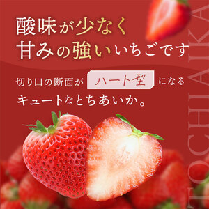 【定期便3回】栃木のこでらんない冷凍イチゴ（とちあいか） 約1kg |定期便 いちご イチゴ 果物 フルーツ 苺 甘い 美味しい とちあいか 大粒 ジューシー 映え 産地直送 栃木県 真岡市 朝摘み 