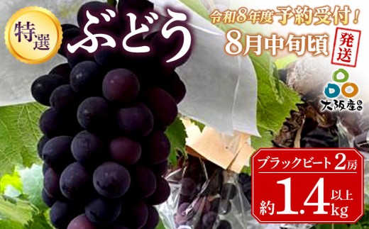 ＜2026年 先行予約8月中旬発送＞【貝塚市産】特選ブラックビート２房入り 1.4kg以上