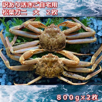 【先行予約】訳あり活きご自宅用　松葉ガニ　大　２枚　１枚800～940ｇ前後MK3