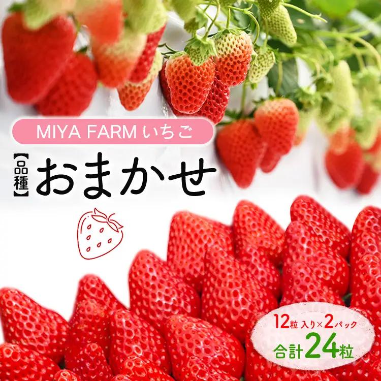 【先行予約】MIYA FARM いちご（品種：おまかせ）12粒入り×2パック 合計 24粒 ※北海道・沖縄・離島への配送不可 ※2027年1月中旬～5月下旬頃に順次発送予定