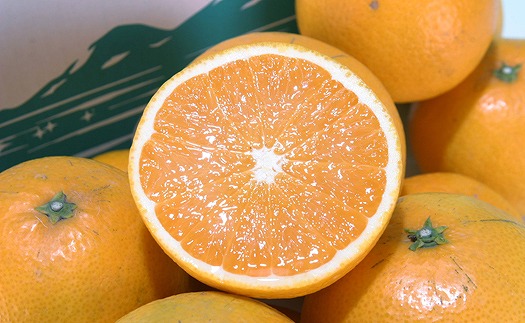 サマー清見 4kg 【2025年4月上旬から発送予定】  愛媛 中島産 愛媛県産 みかん 柑橘 希望の島