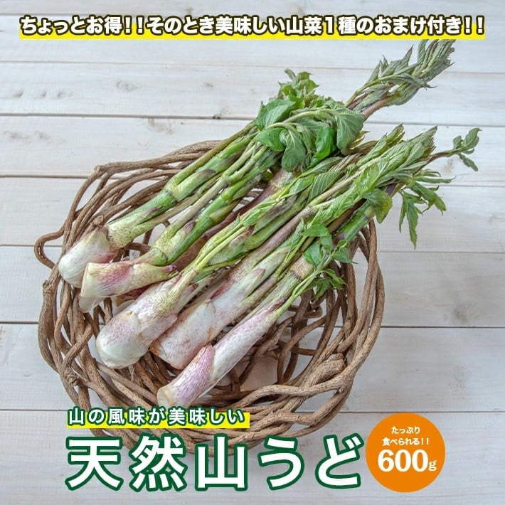 
                  天然山うど 約600g おまけの山菜１種付き 4月中旬～4月下旬頃お届け 冷蔵便 ※着日指定・離島発送不可 山ウド うど ウド 東北 山形県 遊佐町 庄内 野菜 自然 採れたて 春 旬 山菜
                