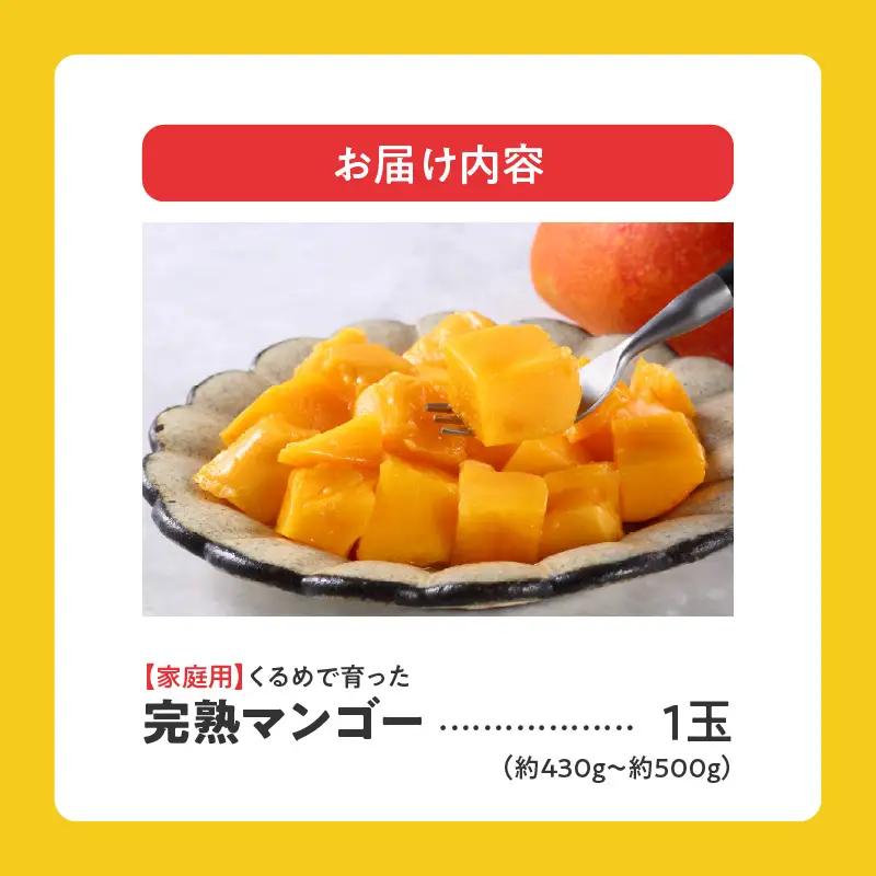 【2027年7月以降お届け】【家庭用】くるめで育った完熟マンゴー（1玉：約430～500g） 〔Fm009-01〕