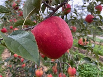 シャキ　シャキ　貯蔵りんご　奥州ロマン　約2.5㎏　スマートフレッシュ｜りんご 林檎 フルーツ 果物 奥州ロマン 貯蔵 こだわり シャキシャキ 伊那 ふるさと納税 信州 長野県