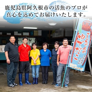 しめさば(計5枚) 鹿児島県 阿久根市 さば サバ 鯖 魚貝 魚介 海産物 しめ鯖 〆さば おかず おつまみ 刺身 カルパッチョ 【さるがく水産】akn028-50