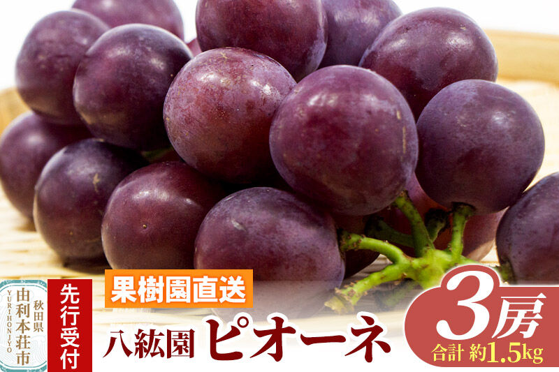 《先行受付》ピオーネ 3房（合計約1.5kg）秋田県 由利本荘市産 八紘園 [葡萄 ブドウ ぶどう ピオーネ 食べごたえ 濃厚 ほどよい甘み ほどよい酸味 贈答 秋田県 由利本荘市 八紘園]