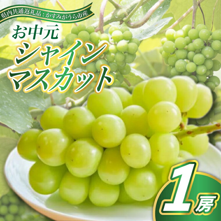 【ふるさと納税】お中元　シャインマスカット1房(県内共通返礼品:かすみがうら市産)【配送不可地域：離島・沖縄県】 (BR081)