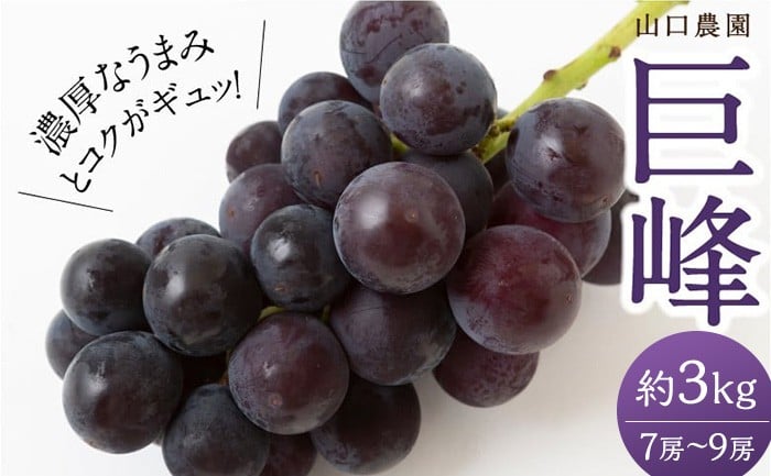 
            【先行予約】山口農園 巨峰 7房 から 9房 （ 約3kg ） 【2026年8月下旬から9月下旬】 出荷予定 葡萄 ぶどう ブドウ 種無し 果物 くだもの フルーツ 果実 新鮮 フレッシュ お取り寄せ 福岡県 うきは市 冷蔵
          