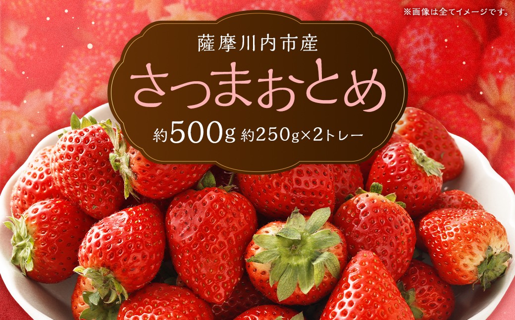 さつまおとめ 約250g×2トレー 合計 約500g いちご 苺 フルーツ 果物 冷蔵 【2027年1月中旬から3月上旬発送予定】_ss2165_CR
