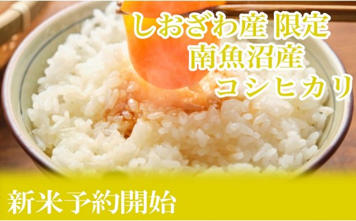 
                  【令和8年産　新米予約】定期便３ヶ月：精米5kgしおざわ産限定 南魚沼産コシヒカリ【2026年10月上旬から1ヶ月以内に順次発送予定】
                