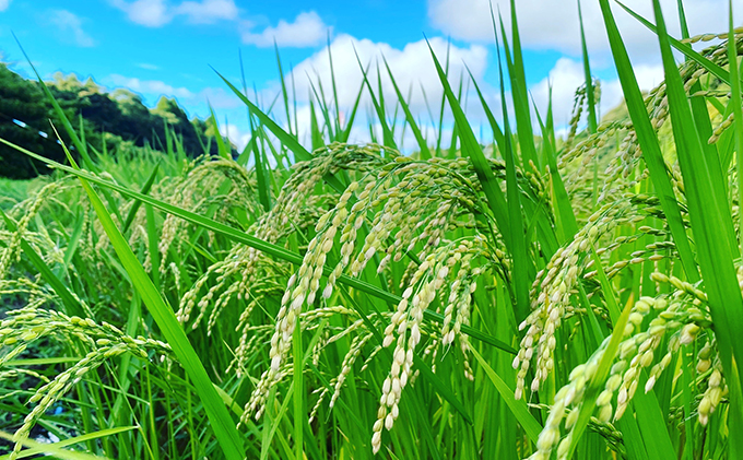 【6ヶ月連続定期便】千葉産 令和7年  特別栽培米ミルキークィーン 白米 10kg（5kg×2）【定期便 ご飯モチモチ 粘り お弁当 おにぎり】 お米 精米 令和7年 注文後精米 冷めてもおいしい 