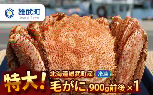 【北海道雄武町産】超特大毛がに900g前後×1（冷凍）【1231602】