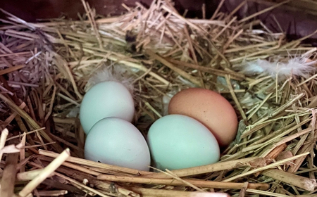信州さらしな 放飼養鶏！3種の有精卵 詰め合わせセット S|卵
