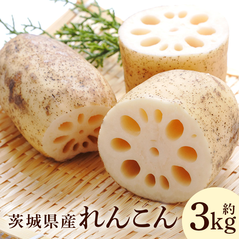 れんこん 3kg 《9月上旬～2月中旬まで順次発送予定》 51-A